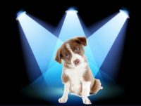 an in the spotlight doggy